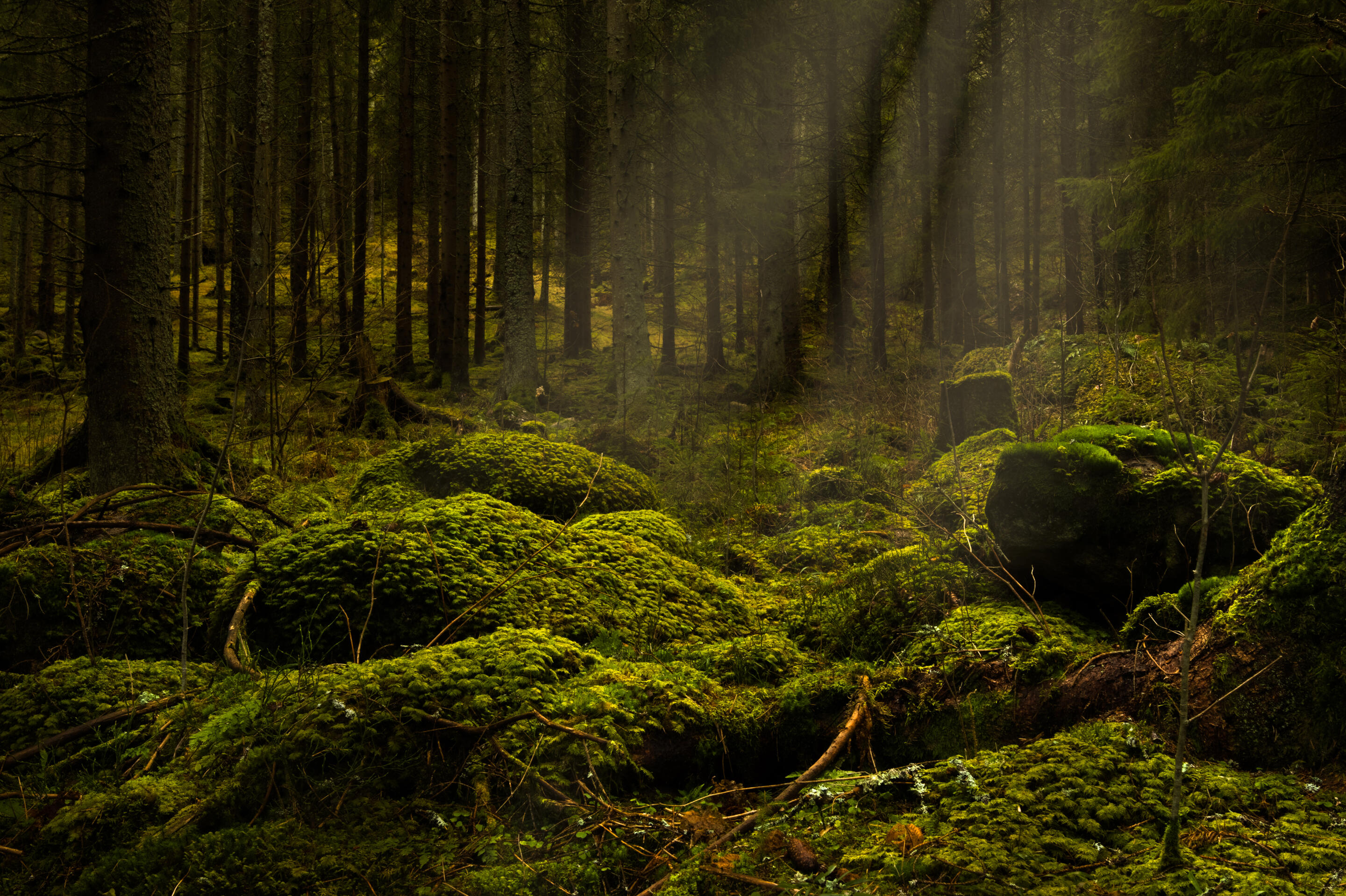 Troll forest in Bunn