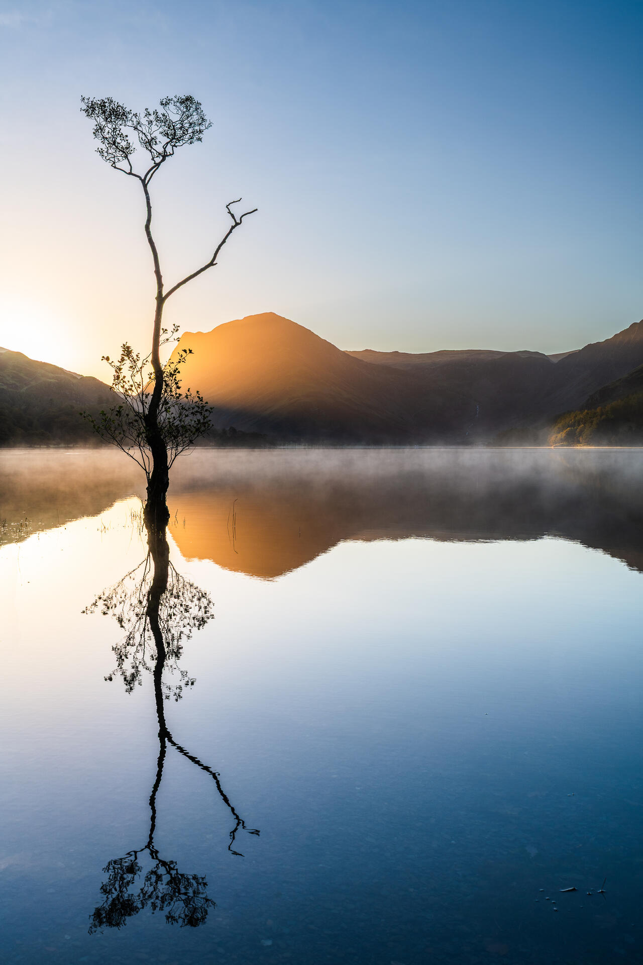 Lone tree at Lake Buttermere